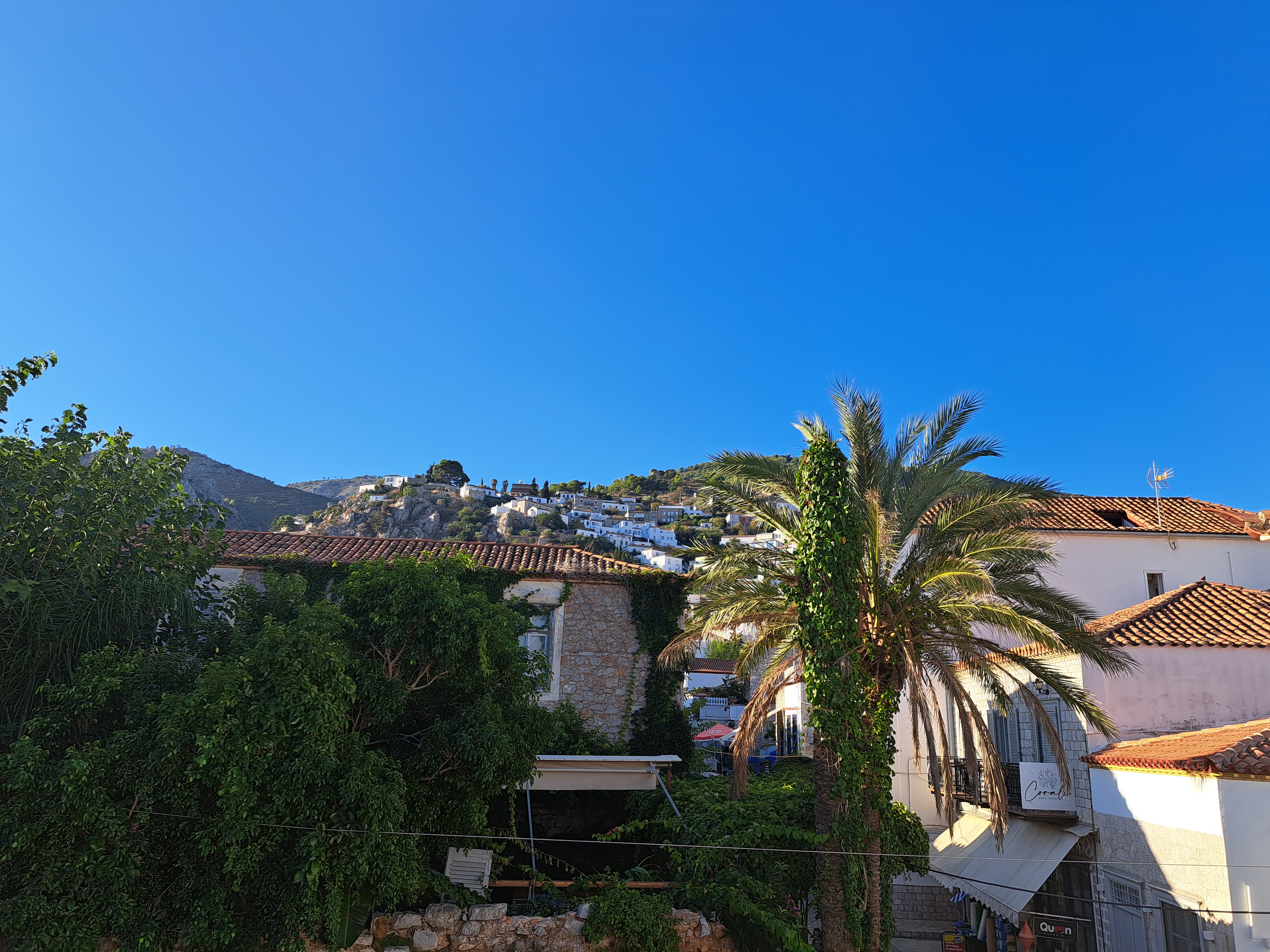 greek island palm tree